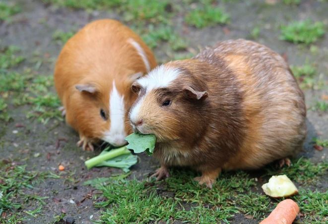 Vegetables Can Guinea Pigs Eat Daily